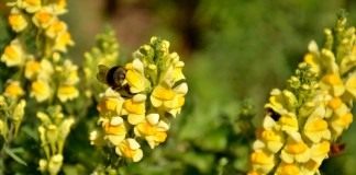 Льнянка обыкновенная (Linaria vulgaris)