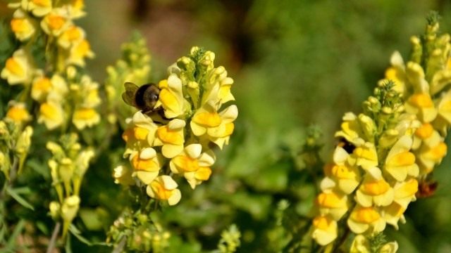 Льнянка обыкновенная (Linaria vulgaris) Льнянка обыкновенная (Linaria vulgaris)