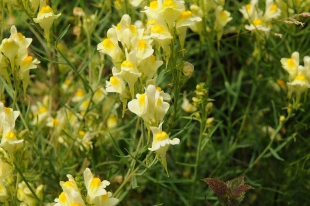 Льнянка обыкновенная (Linaria vulgaris) Льнянка обыкновенная (Linaria vulgaris)
