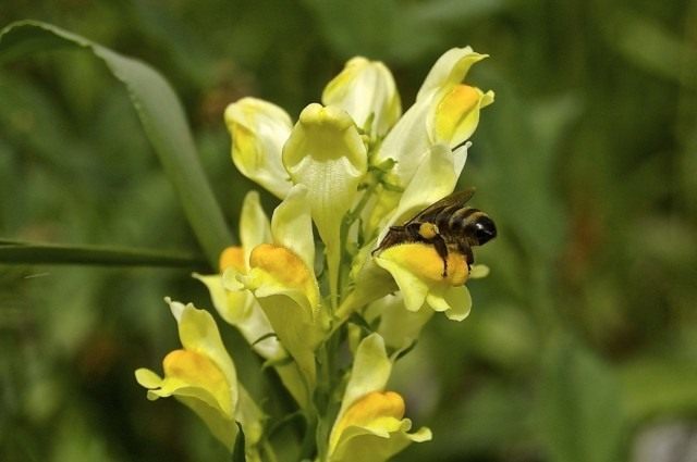 Льнянка обыкновенная (Linaria vulgaris) Льнянка обыкновенная (Linaria vulgaris)