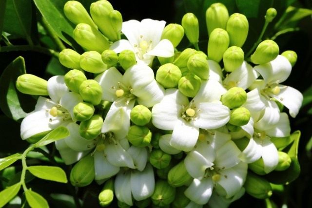 Муррайя метельчатая (Murraya paniculata) Муррайя метельчатая (Murraya paniculata)