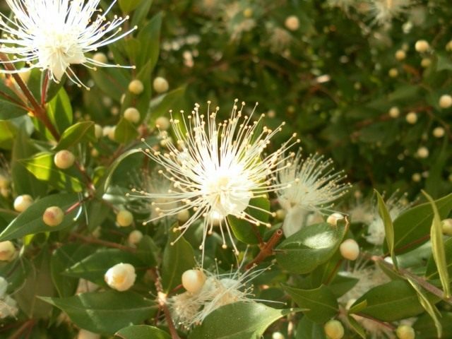 Mиpт обыкновенный (Myrtus communis) Mиpт обыкновенный (Myrtus communis)