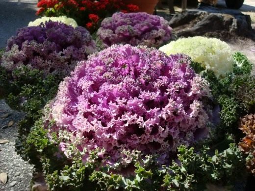 Декоративная капуста (Ornamental cabbage) Декоративная капуста (Ornamental cabbage)