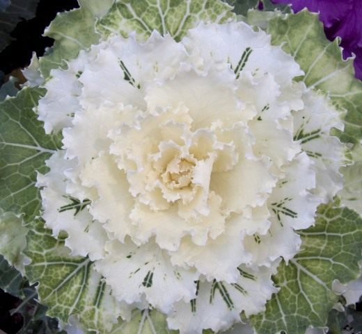 Декоративная капуста (Ornamental cabbage) Декоративная капуста (Ornamental cabbage)