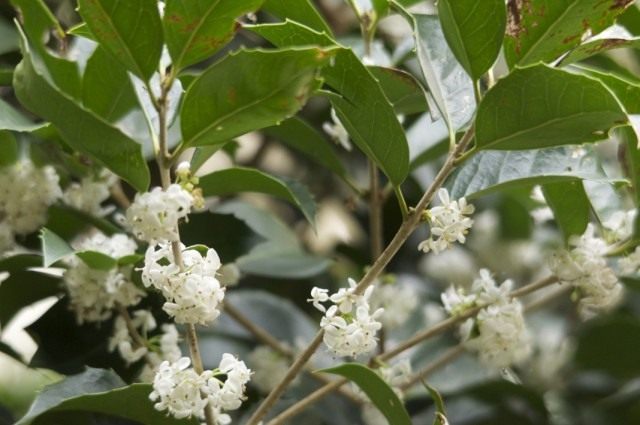 Османтус форчуна (Osmanthus fortunei) Османтус форчуна (Osmanthus fortunei)