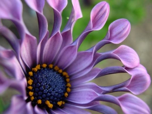 Остеоспермум (Osteospermum)