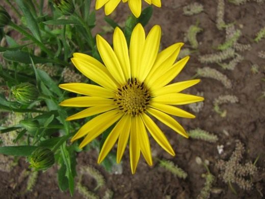 Остеоспермум (Osteospermum)