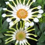 Остеоспермум (Osteospermum)