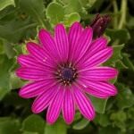 Остеоспермум (Osteospermum)