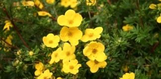 Курильский чай кустарниковый (Dasiphora fruticosa), или Лапчатка кустарниковая, или Пятилистник кустарниковый