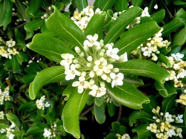 Питтоспорум пахучий, или смолосемянник (Pittosporum tobira) Питтоспорум пахучий, или смолосемянник (Pittosporum tobira)