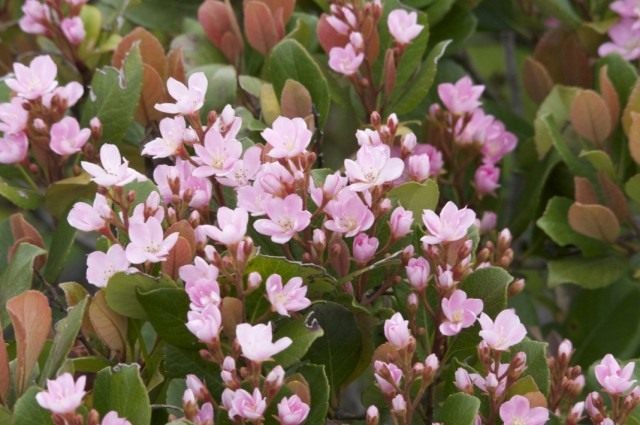 Рафиолепис зонтичный (Rhaphiolepis umbellata) Рафиолепис зонтичный (Rhaphiolepis umbellata)