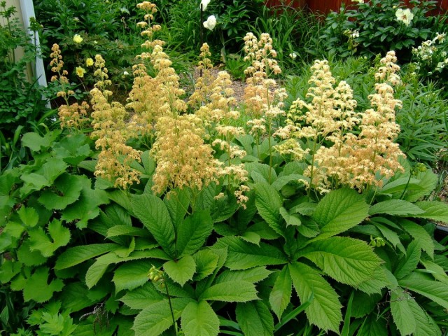 Роджерсия перистая (лат. Rodgersia pinnata) Роджерсия перистая (лат. Rodgersia pinnata)