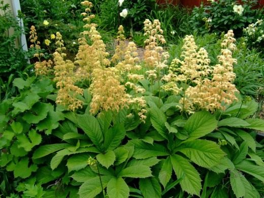 Роджерсия перистая (лат. Rodgersia pinnata) Роджерсия перистая (лат. Rodgersia pinnata)