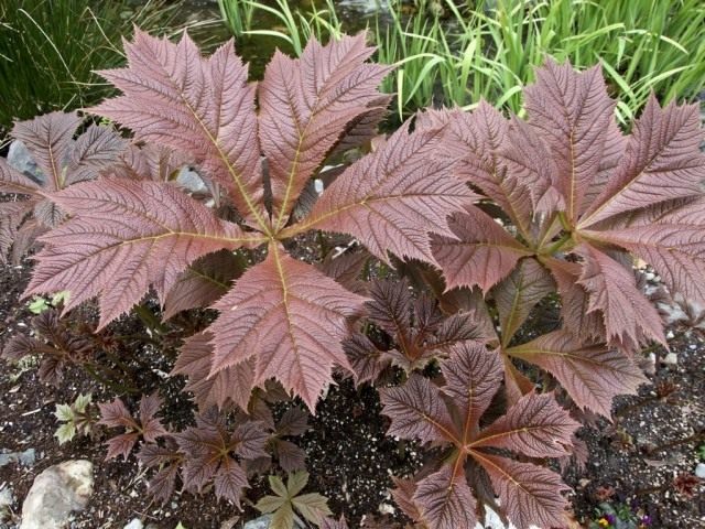 Роджерсия подофилловая, или стополистная (лат. Rodgersia podophylla) Роджерсия подофилловая, или стополистная (лат. Rodgersia podophylla)