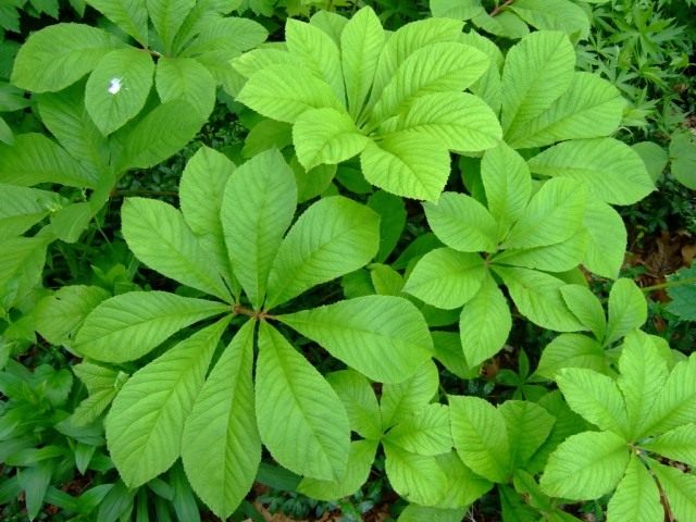 Роджерсия бузинолистная (лат. Rodgersia sambucifolia) Роджерсия бузинолистная (лат. Rodgersia sambucifolia)