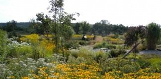 Рудбекия (Rudbeckia)