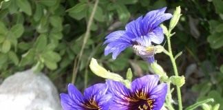 Сальпиглоссис (Salpiglossis)