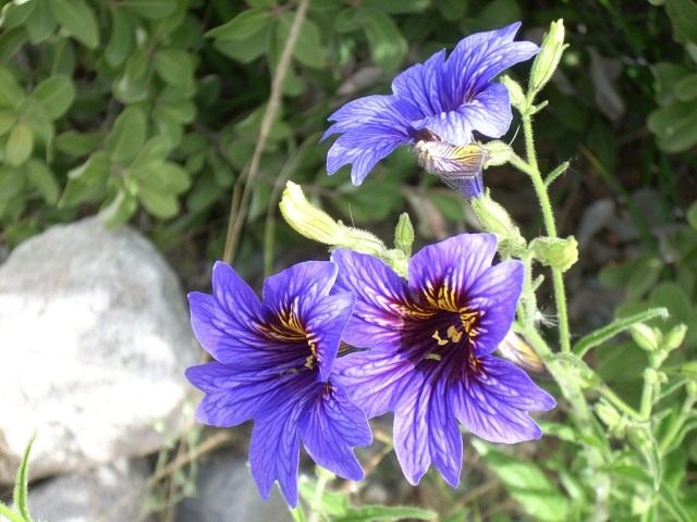 Сальпиглоссис (Salpiglossis) Сальпиглоссис (Salpiglossis)