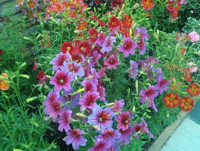 Сальпиглоссис (Salpiglossis) Сальпиглоссис (Salpiglossis)