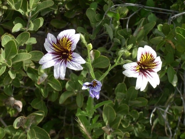 Сальпиглоссис (Salpiglossis) Сальпиглоссис (Salpiglossis)