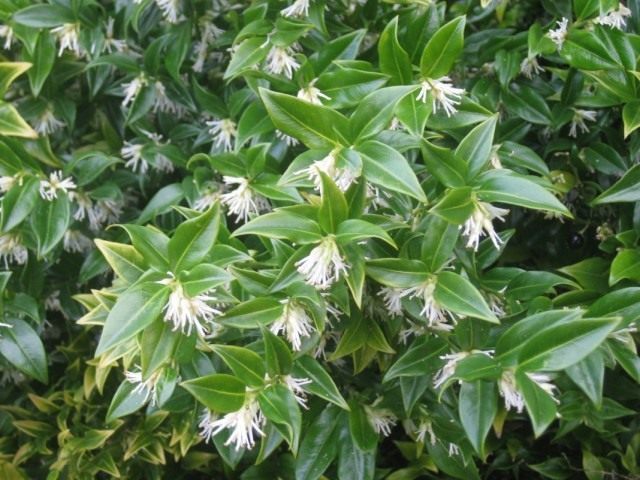 Саркококка низкая (Sarcococca humilis) Саркококка низкая (Sarcococca humilis)