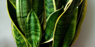Сансевиера трехполосная (Sansevieria trifasciata)