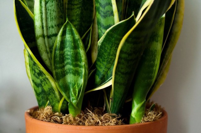 Сансевиера трехполосная (Sansevieria trifasciata) Сансевиера трехполосная (Sansevieria trifasciata)