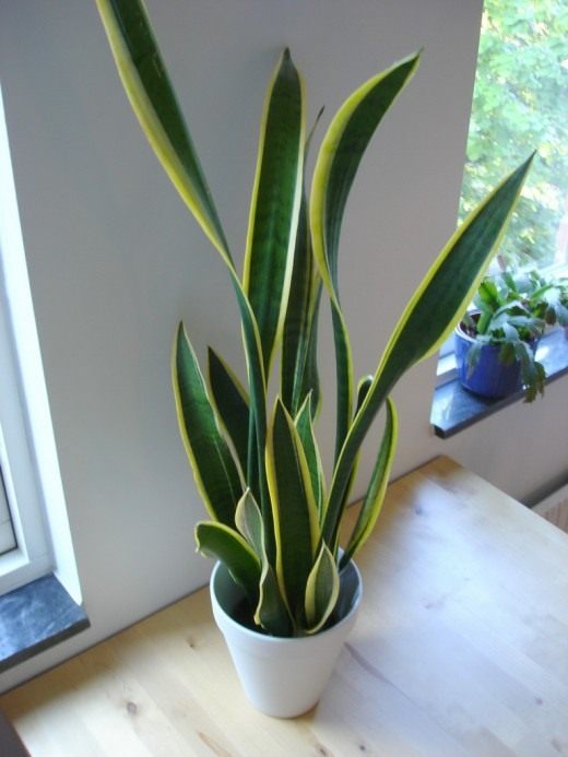 Сансевиера трехполосная (Snake plant)