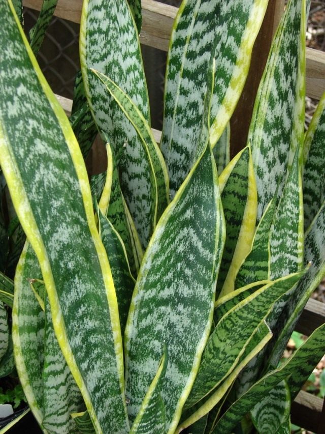 Сансевиера трехполосная (Sansevieria trifasciata) Сансевиера трехполосная (Sansevieria trifasciata)