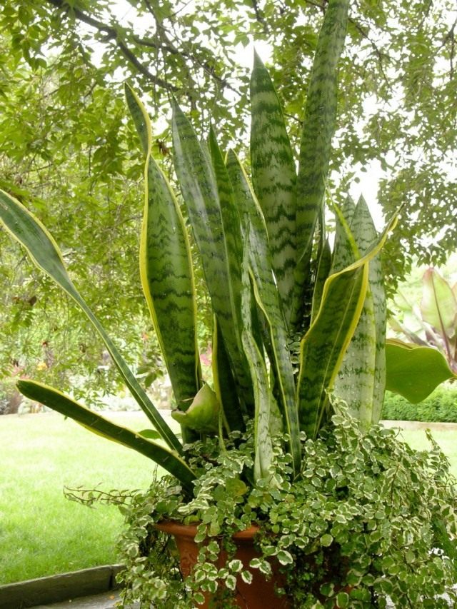 Сансевиера трехполосная (Sansevieria trifasciata) Сансевиера трехполосная (Sansevieria trifasciata)