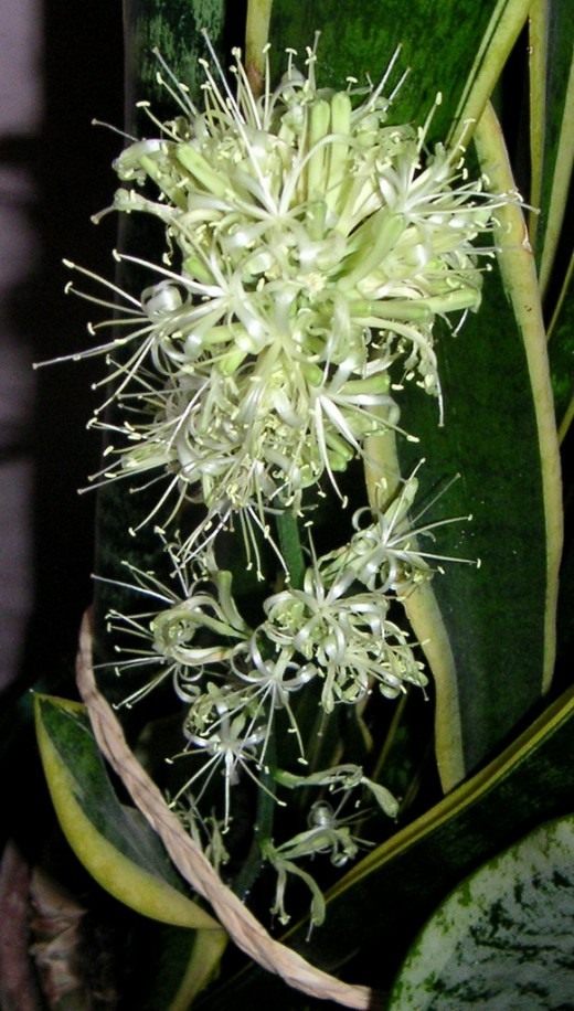 Цветок сансевиерии трехполосной (Flower snake plant)
