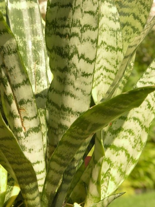 Сансевиера трехполосная (Snake plant)