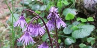 Сольданелла карпатская (Soldanella carpatica)