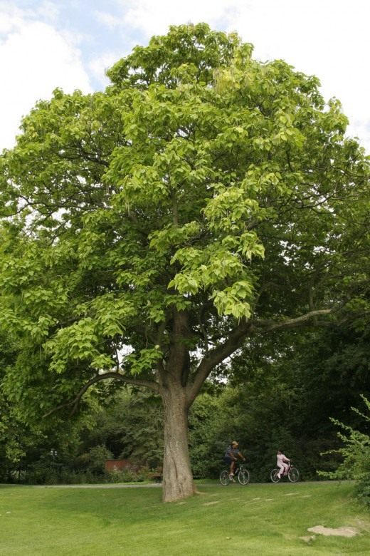 Катальпа бигнониевидная (Southern Catalpa)