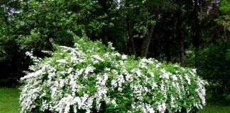 Спирея дубравколистная (Spiraea chamaedryfolia)