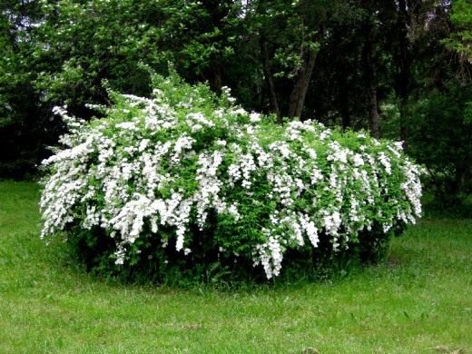 Спирея дубравколистная (Spiraea chamaedryfolia) 