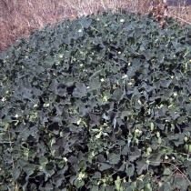 Бешеный огурец (Ecballium elaterium) Бешеный огурец (Ecballium elaterium)
