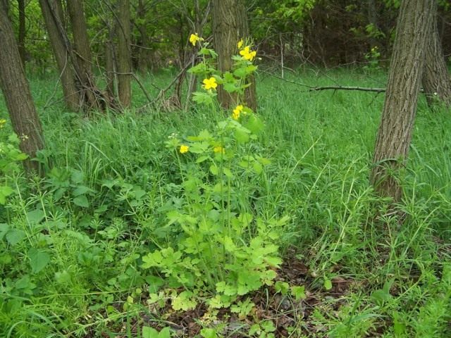 Чистотел (лат. Chelidonium) Чистотел (лат. Chelidonium)