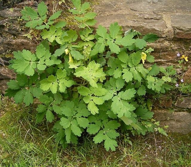 Чистотел (лат. Chelidonium) Чистотел (лат. Chelidonium)