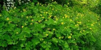 Чистотел (лат. Chelidonium)