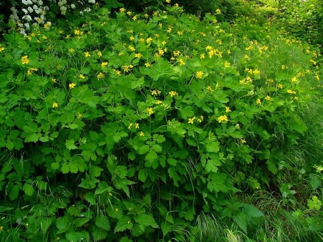 Чистотел (лат. Chelidonium) Чистотел (лат. Chelidonium)