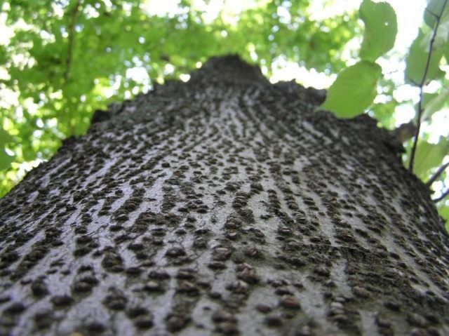 Кора липы Кора липы