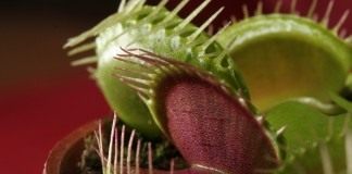 Венерина мухоловка (Venus Flytrap)