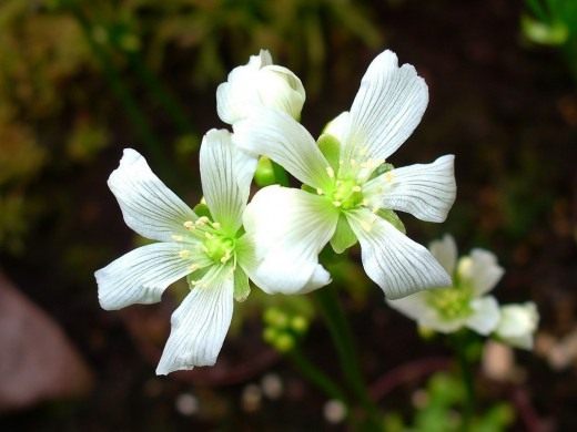 Венерина мухоловка (Venus Flytrap) Венерина мухоловка (Venus Flytrap)