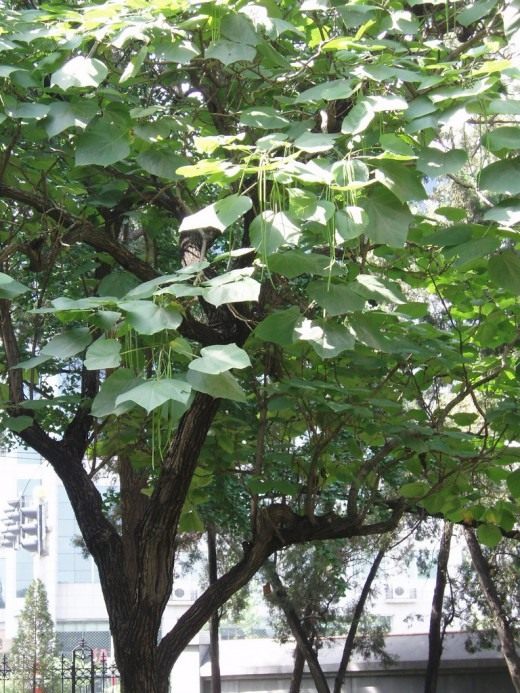 Катальпа яйцевидная (Yellow Catalpa)