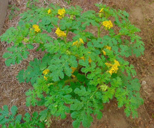 Паслён колючий (Solanum rostratum) Паслён колючий (Solanum rostratum)