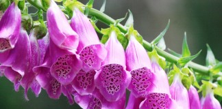 Наперстянка (Digitalis)