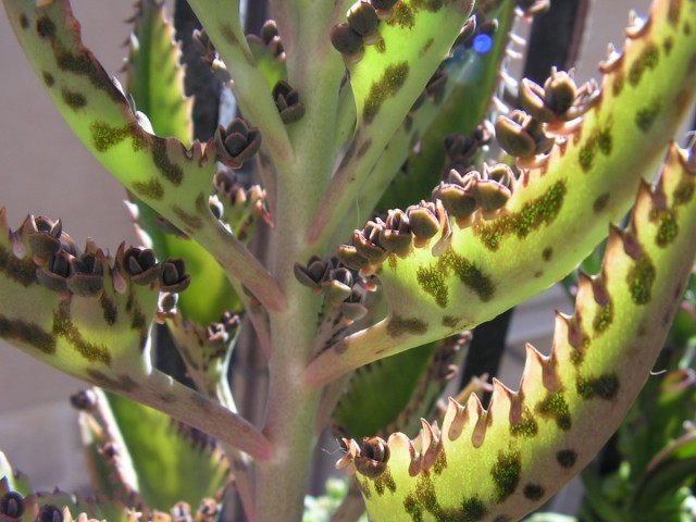Бриофиллюм Дегремона (Bryophyllum daigremontianum) Бриофиллюм Дегремона (Bryophyllum daigremontianum)