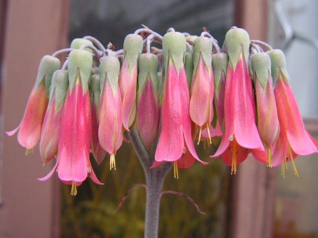 Бриофиллюм Дегремона (Bryophyllum daigremontianum) Бриофиллюм Дегремона (Bryophyllum daigremontianum)